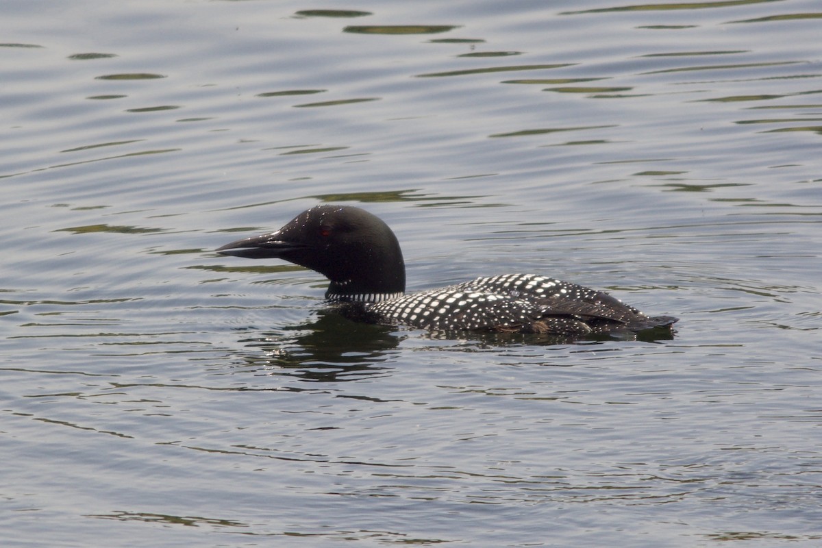 Plongeon huard - ML160479221