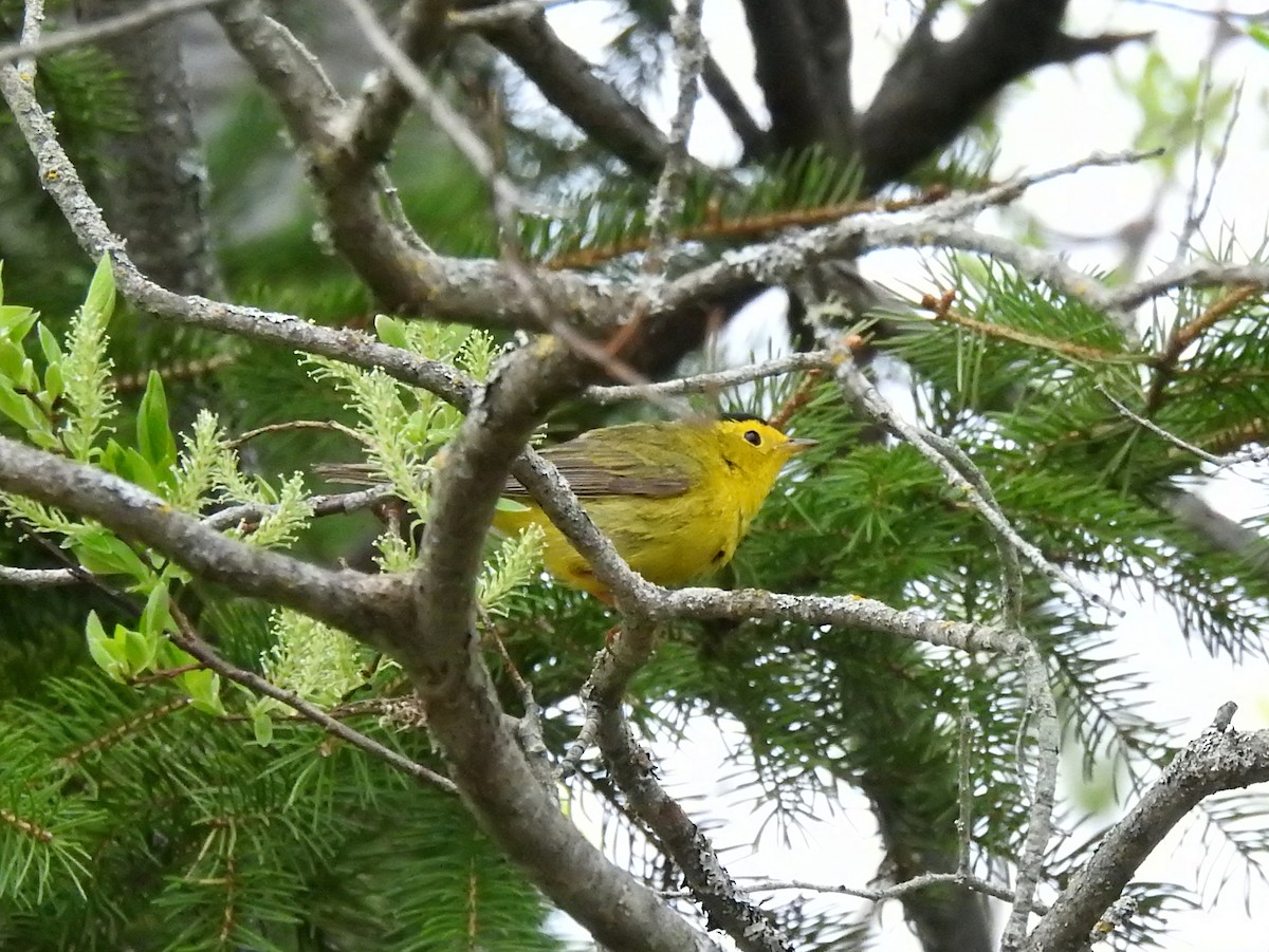 Wilson's Warbler - ML160479791