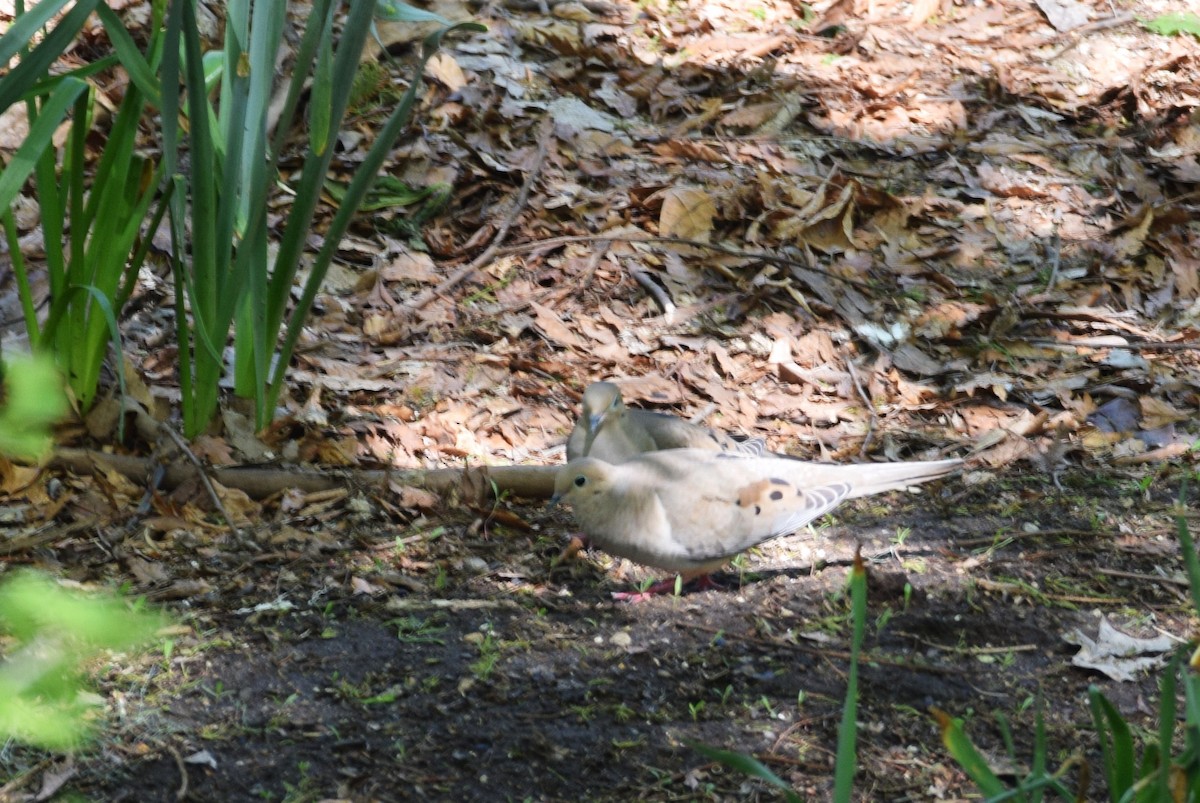 Mourning Dove - ML160479801