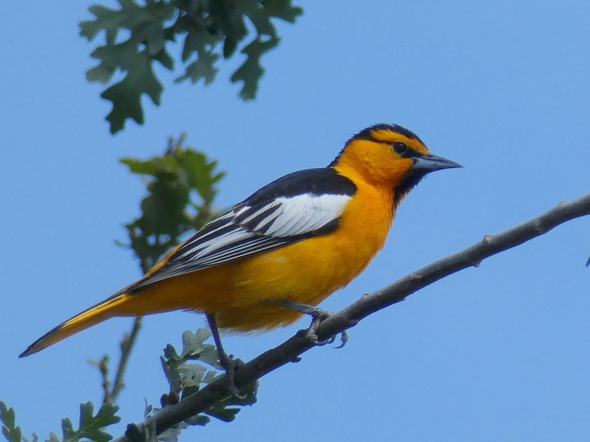 Bullock's Oriole - ML160481401