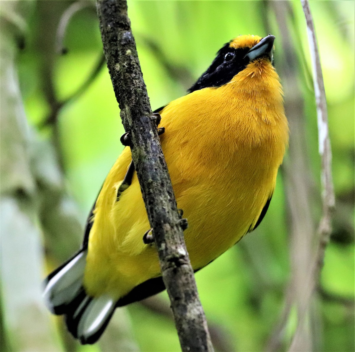 Violaceous Euphonia - ML160481571