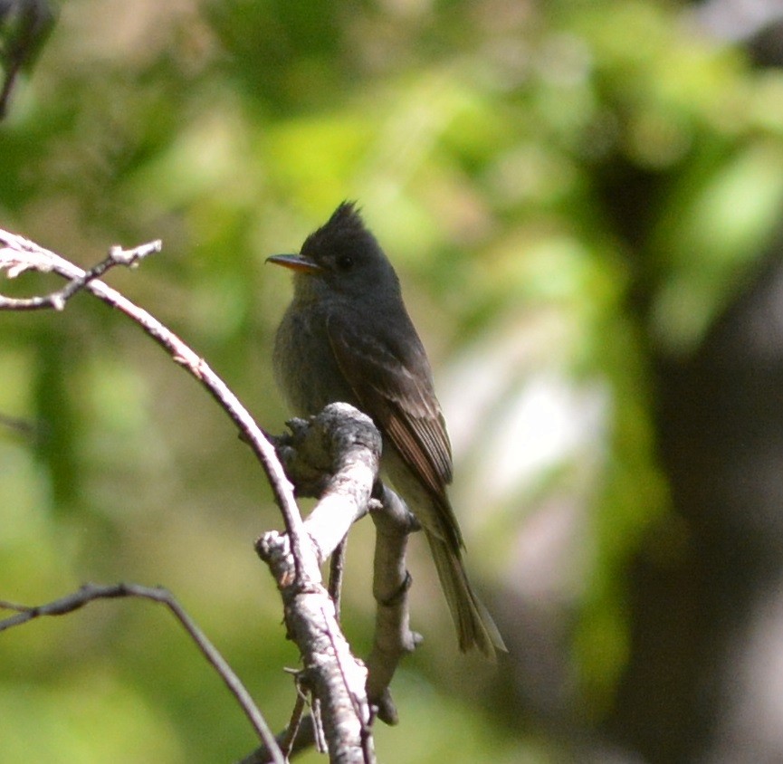 Greater Pewee - ML160482721