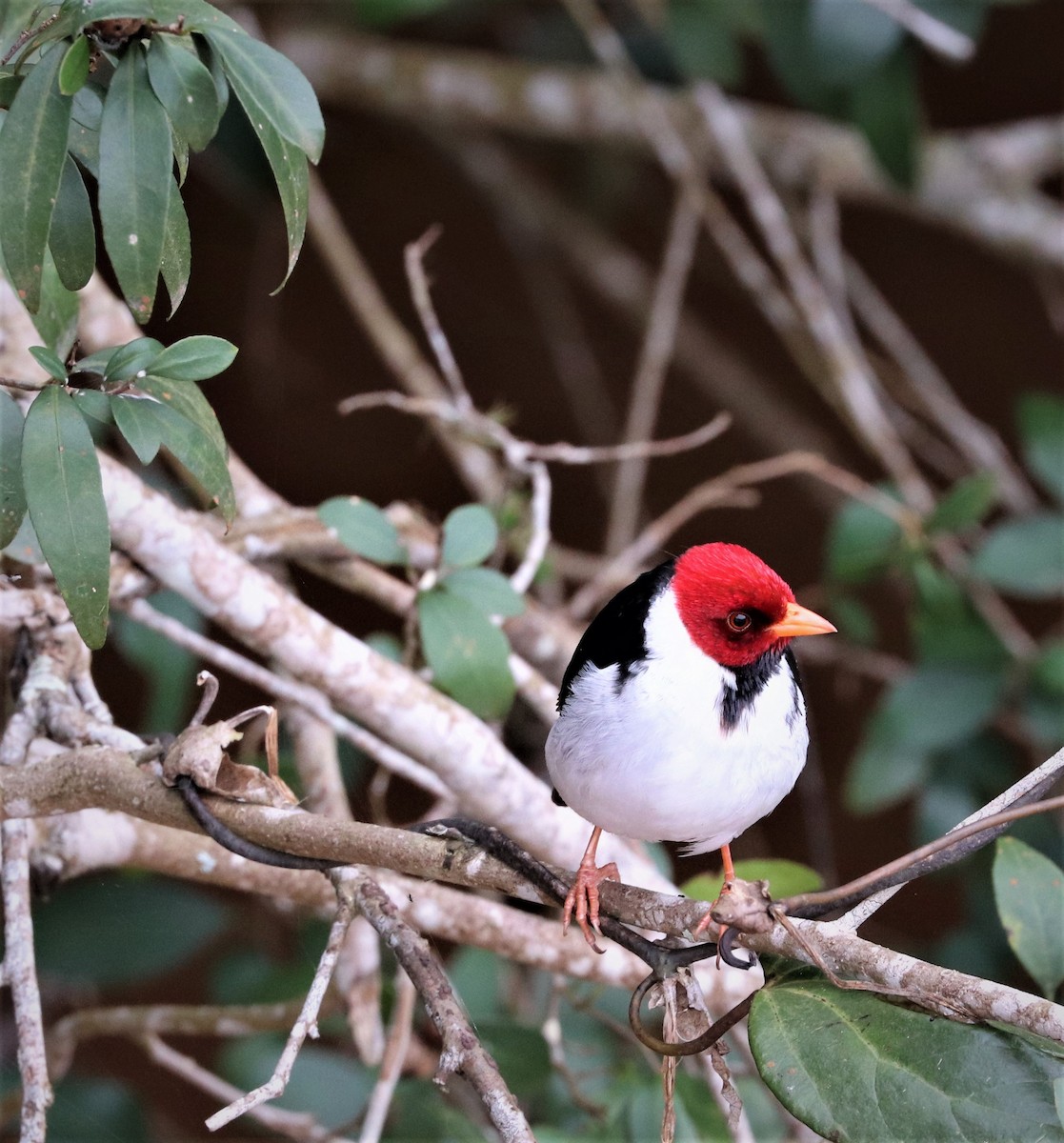 Yellow-billed Cardinal - ML160482901