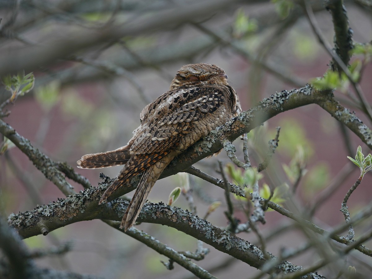 Chuck-will's-widow - Rob Edsall