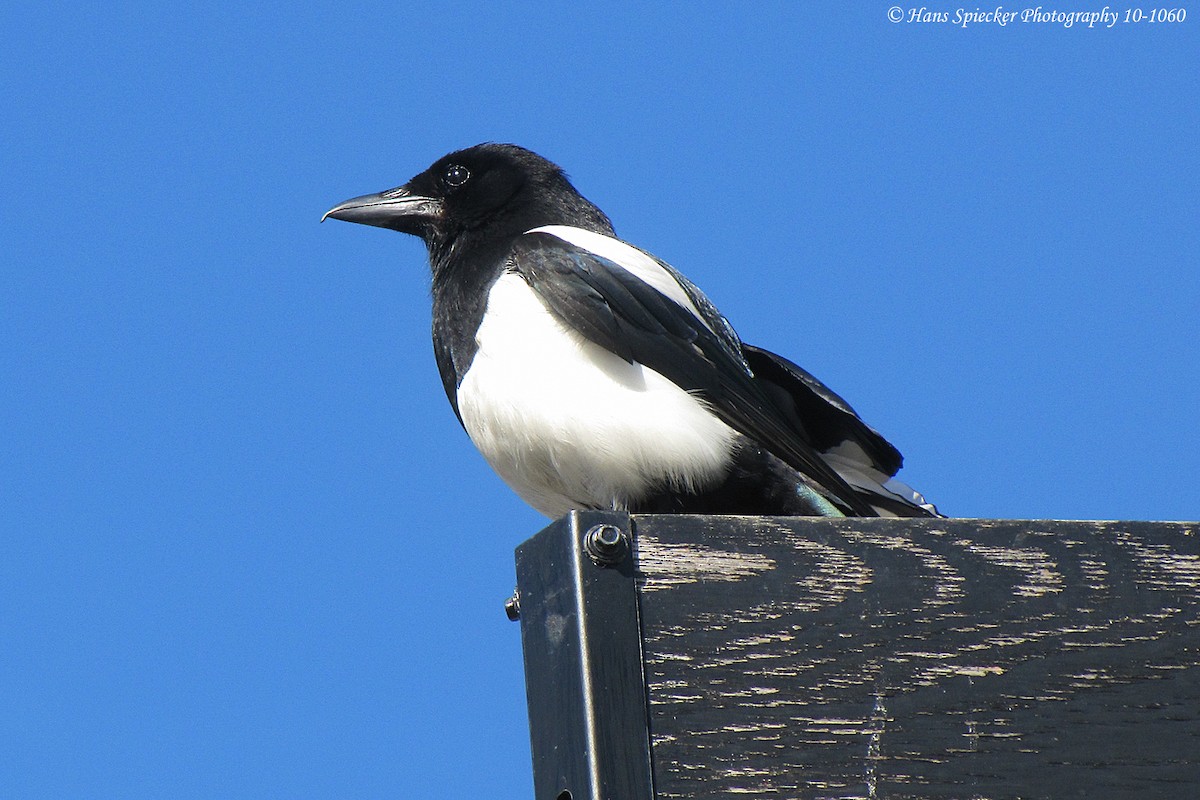 Eurasian Magpie - ML160490021