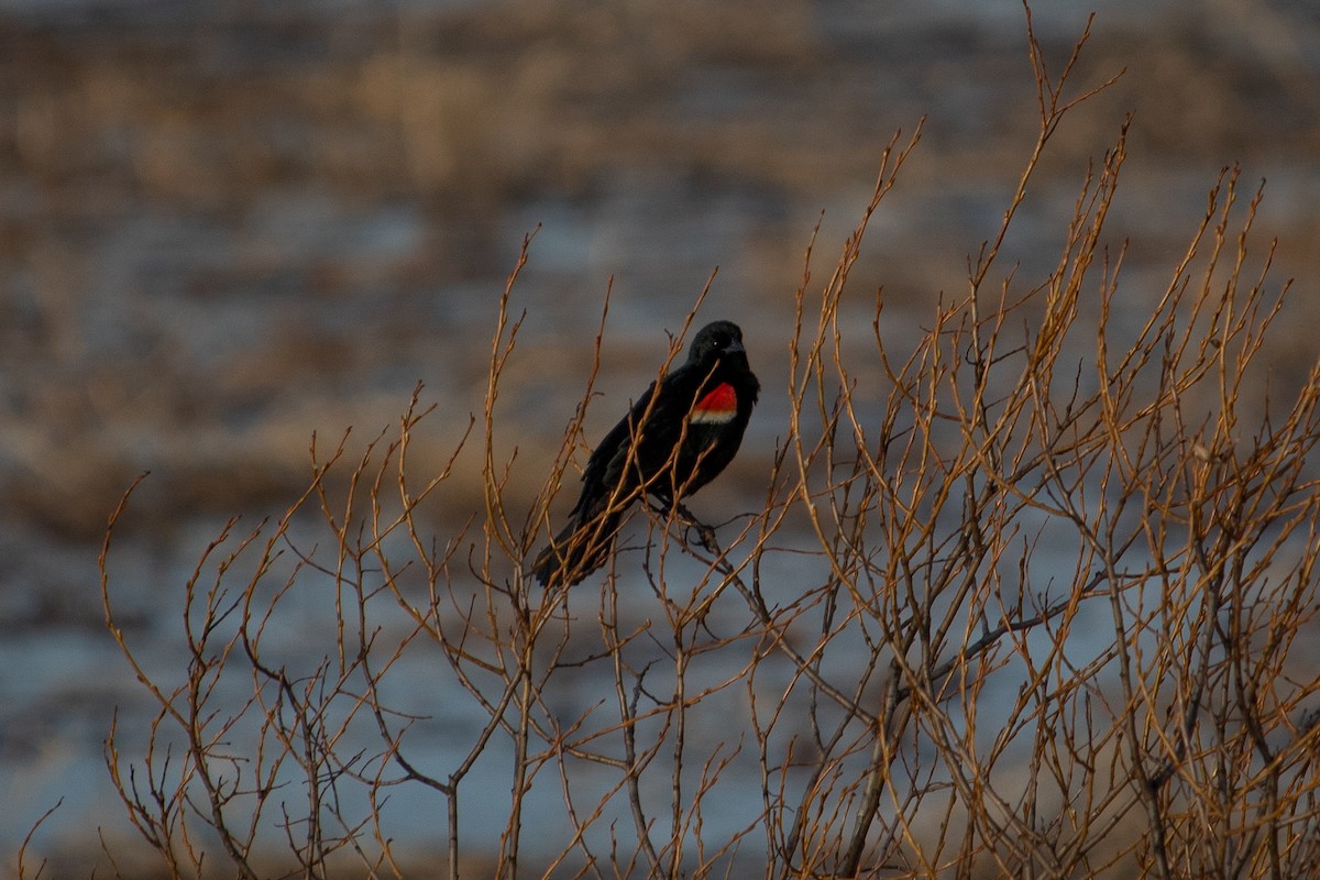 Red-winged Blackbird - ML160490351