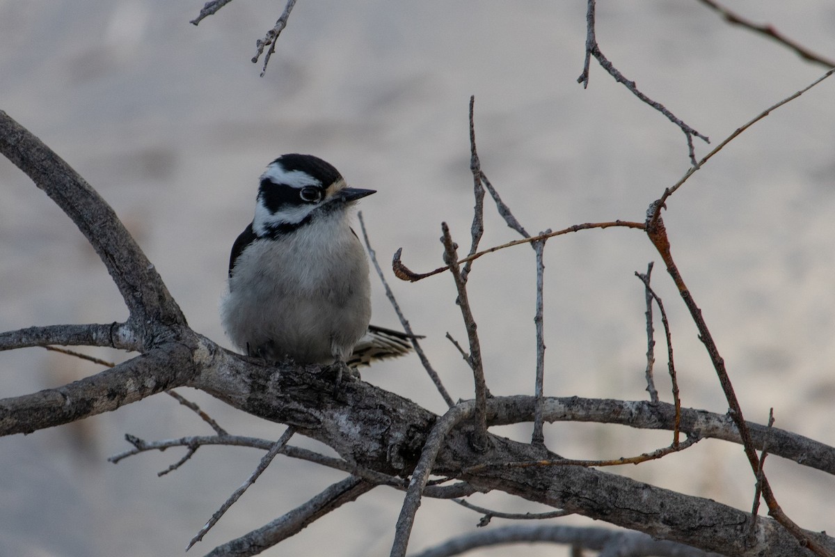 Downy Woodpecker - ML160490751