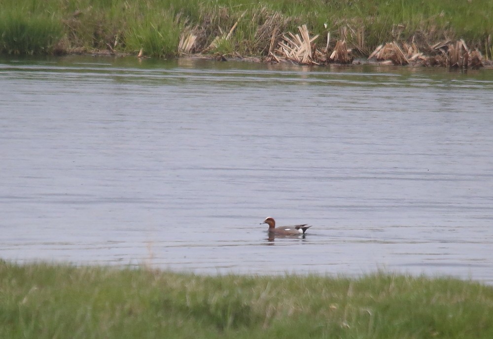 Eurasian Wigeon - ML160491431