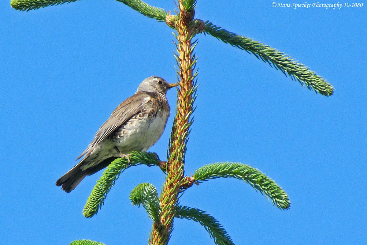 Fieldfare - ML160492271