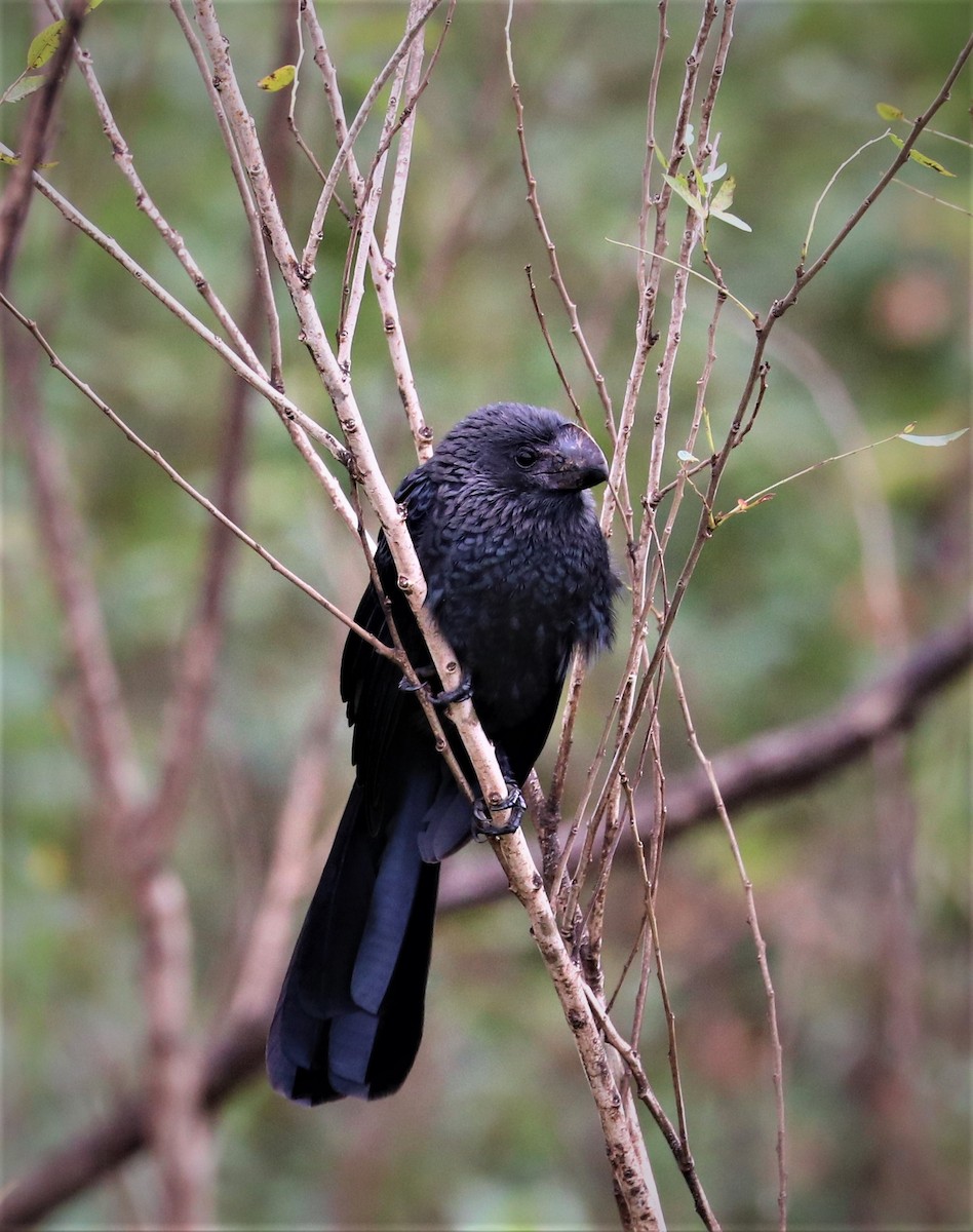 Smooth-billed Ani - ML160493521