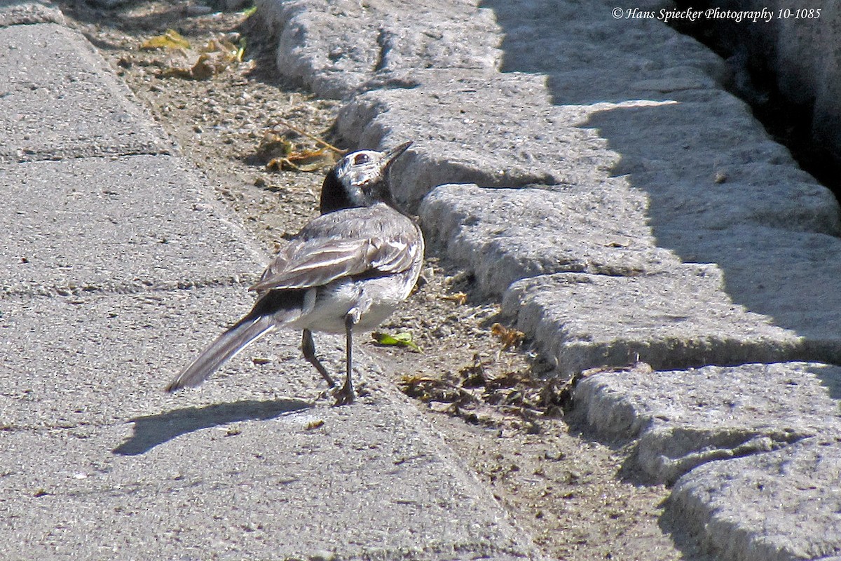 White Wagtail - ML160494511