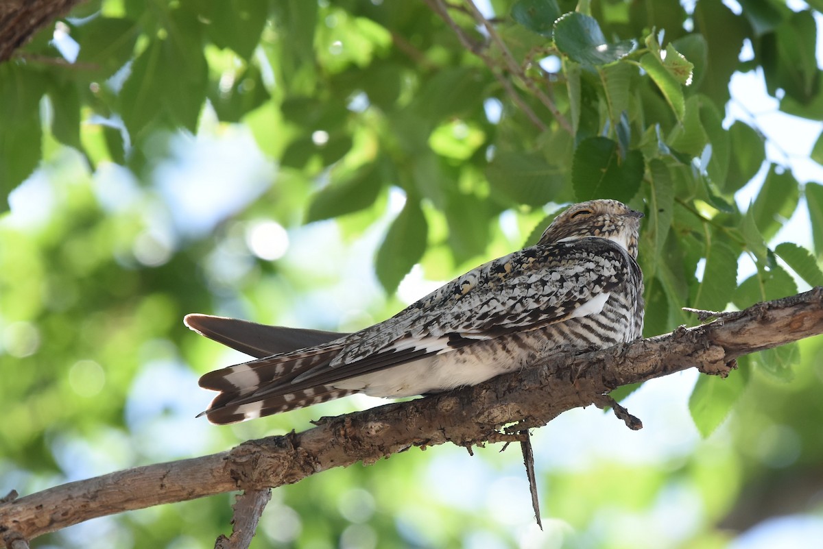 Common Nighthawk - ML160494801