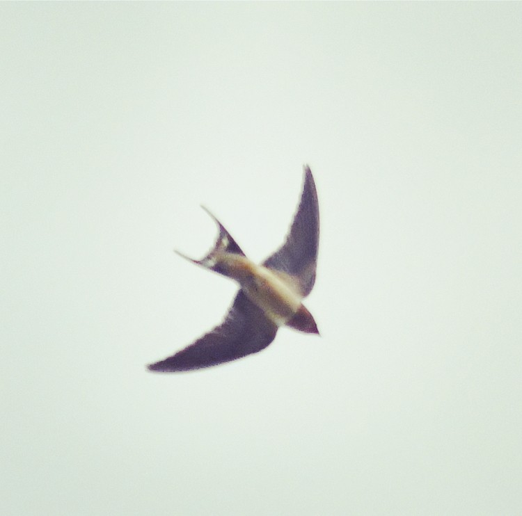 Barn Swallow - ML160496361