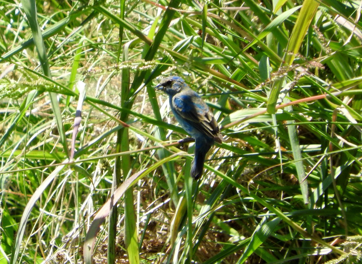 Indigo Bunting - ML160497771