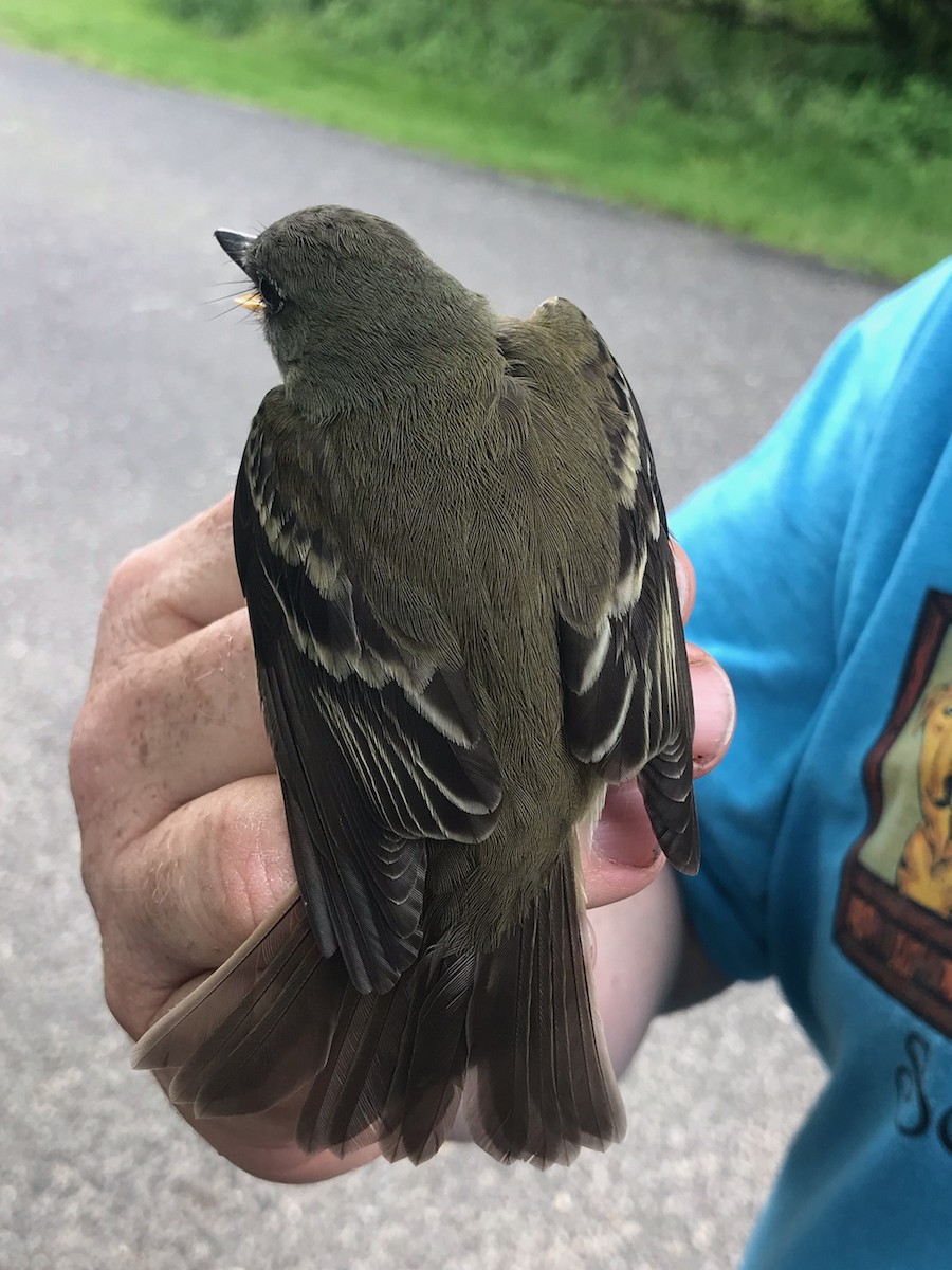 Acadian Flycatcher - ML160497801