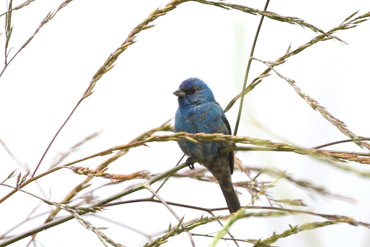 Indigo Bunting - Jim Zenor