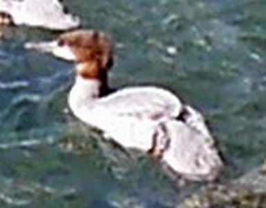 Common Merganser - ML160498801