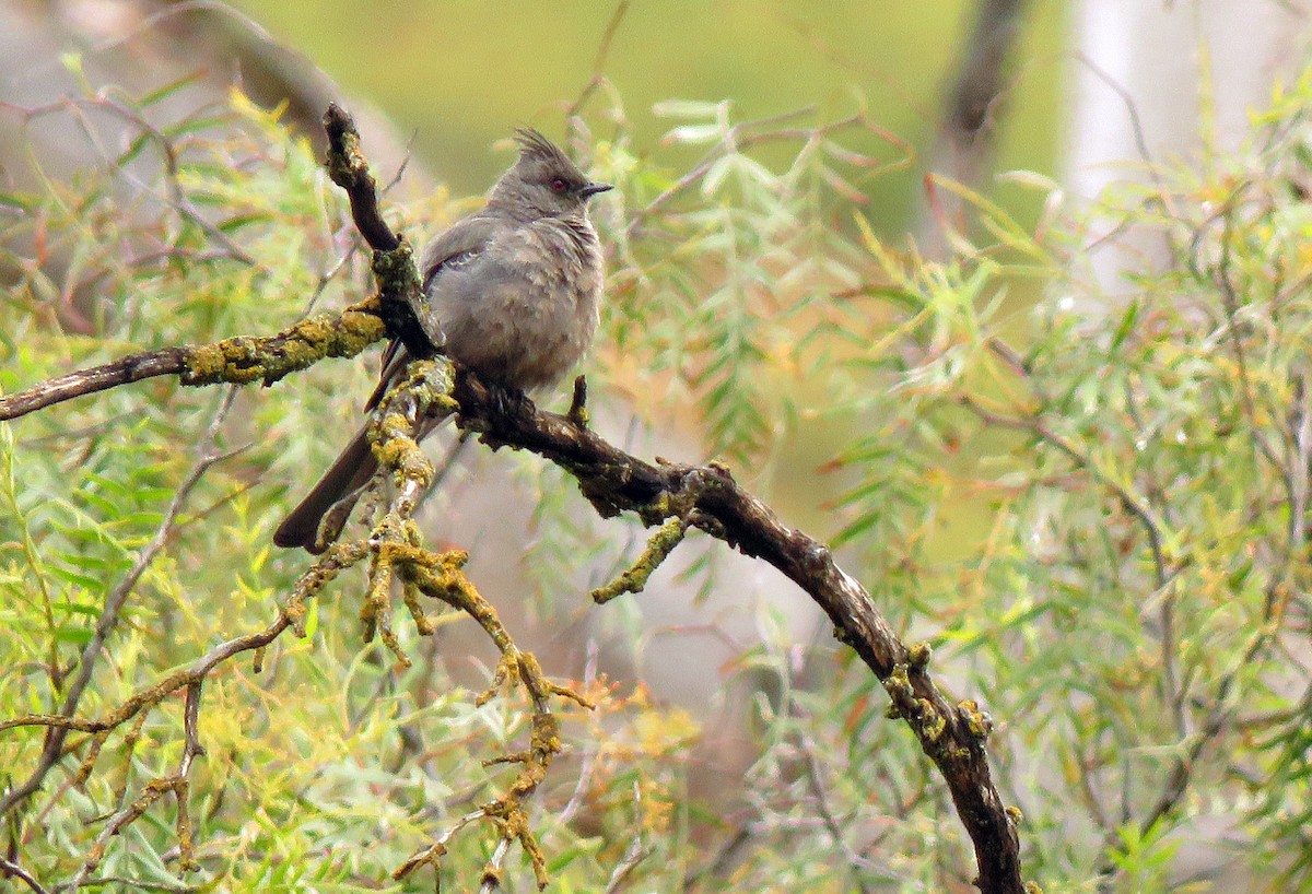 Phainopepla - Lisa Larson