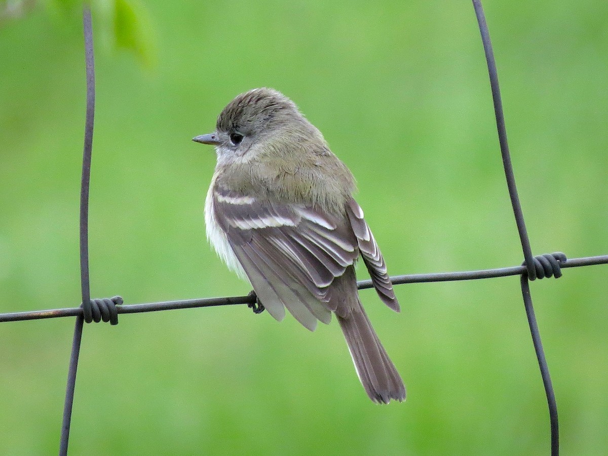Alder/Willow Flycatcher (Traill's Flycatcher) - Ted Floyd