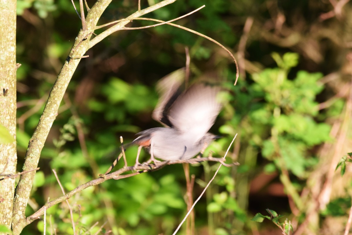 Gray Catbird - ML160500221