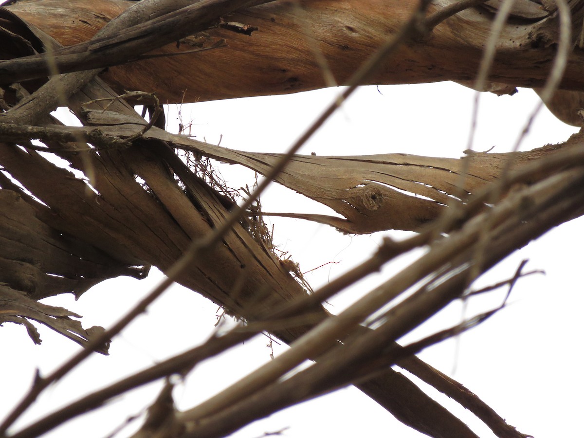 Western Kingbird - ML160501221