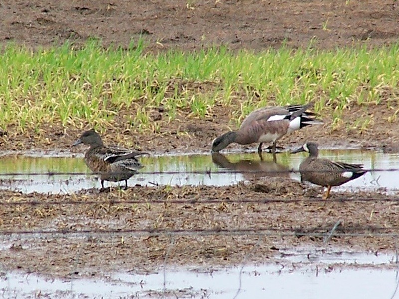 アメリカヒドリ - ML160502051