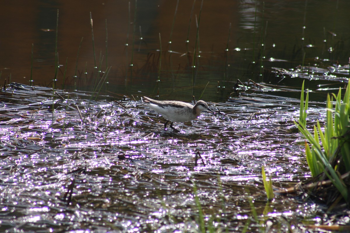 Wilson's Phalarope - ML160502591