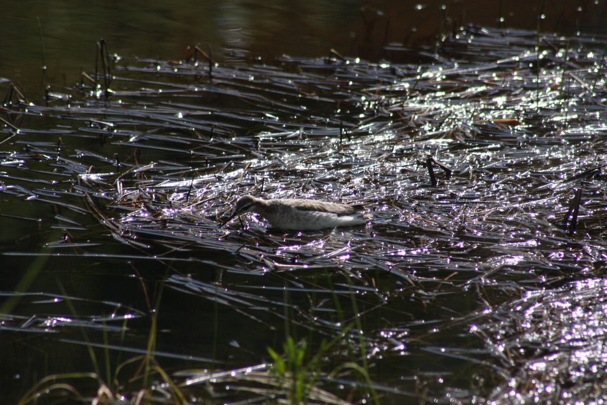 Wilson's Phalarope - ML160502691