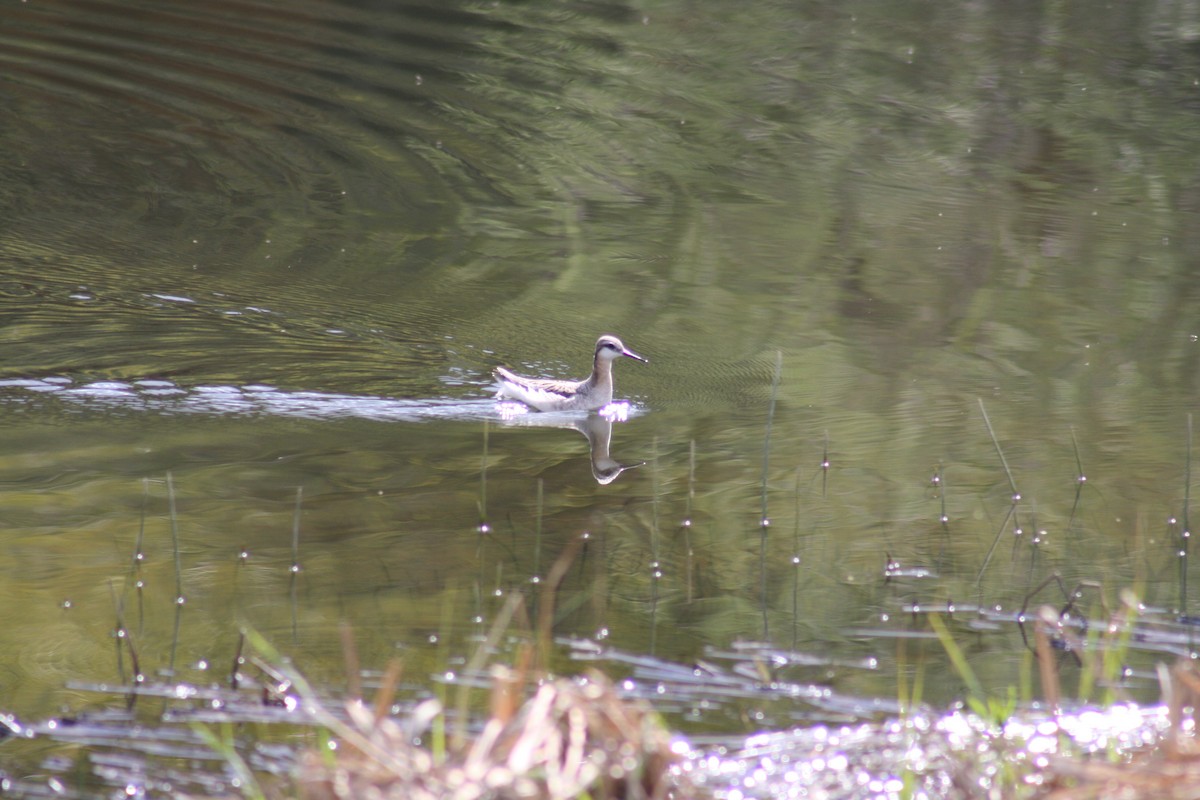 Wilson's Phalarope - ML160502881