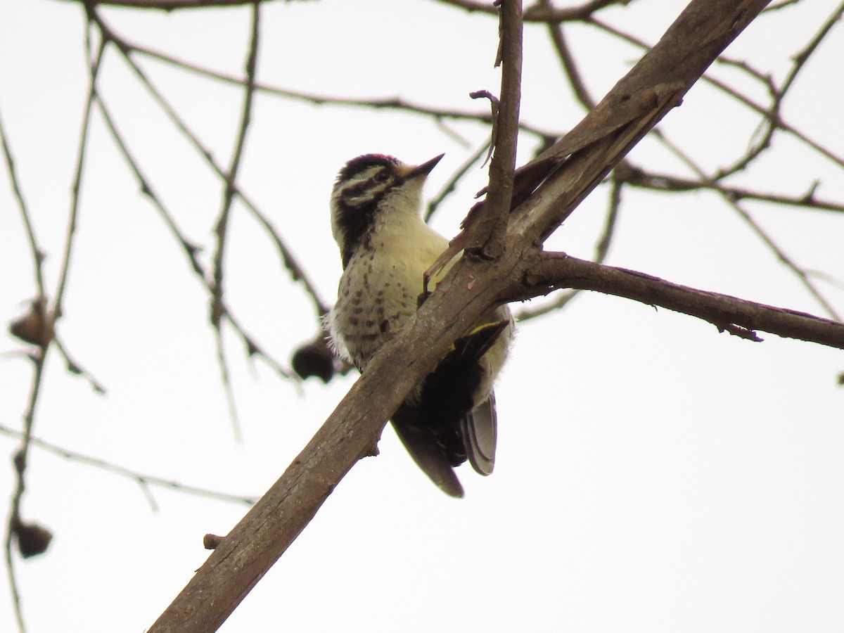 Nuttall's Woodpecker - ML160503791