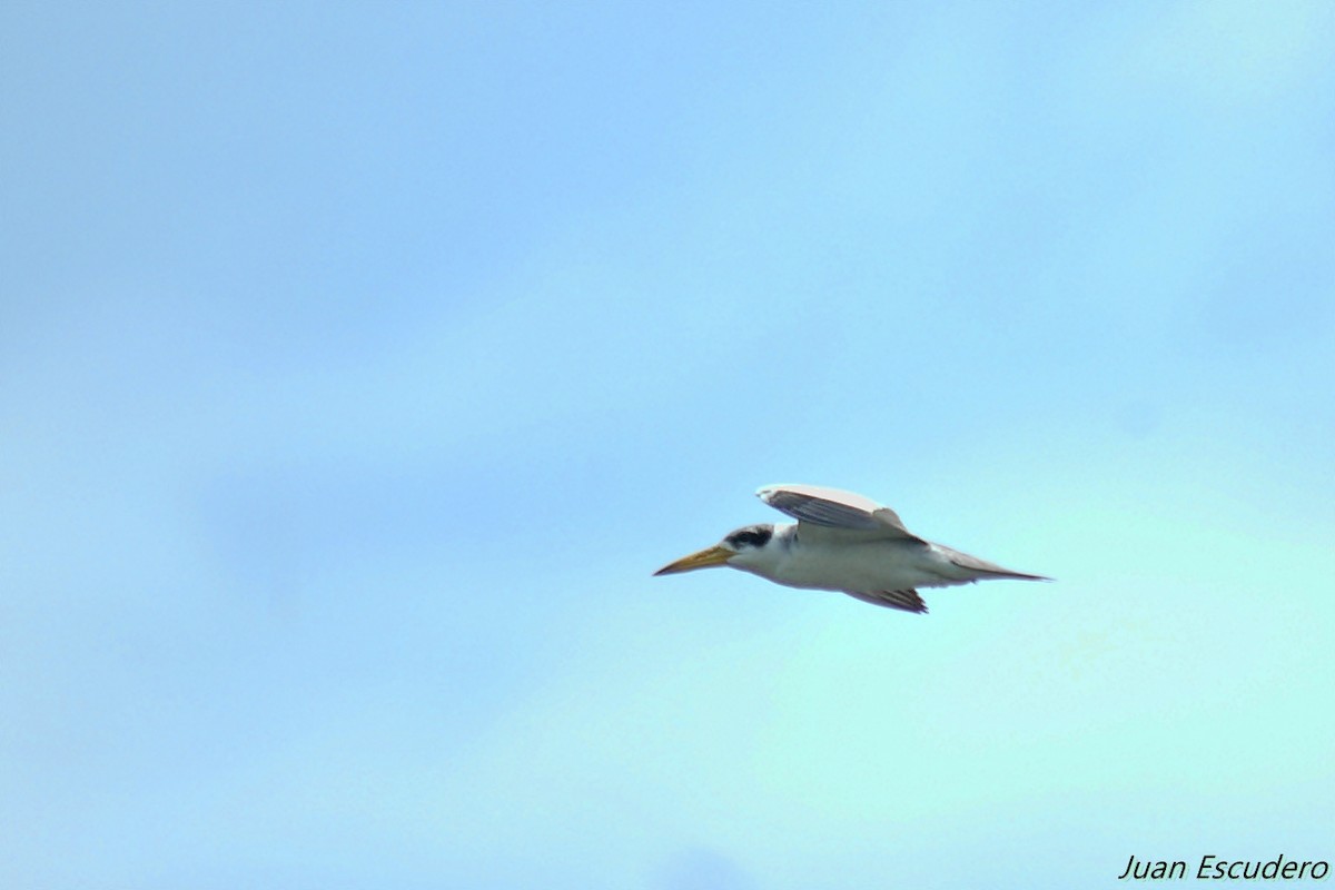 Large-billed Tern - ML160503961