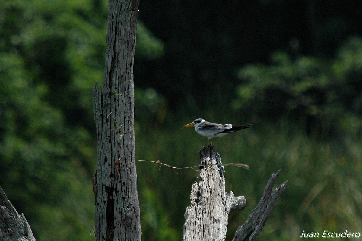 Large-billed Tern - ML160503991