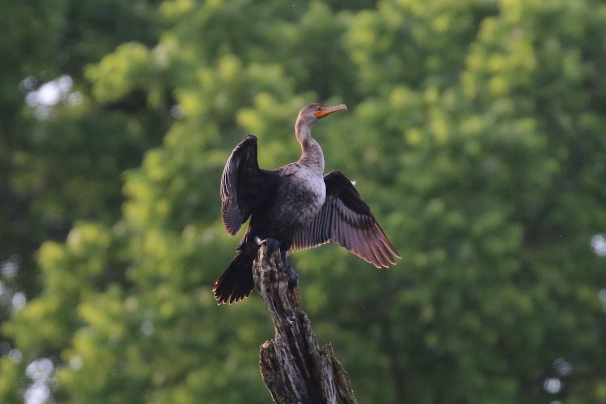 Double-crested Cormorant - ML160504671