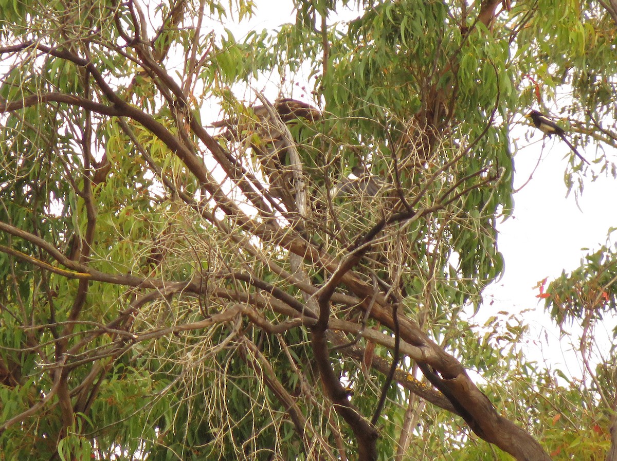 Yellow-billed Magpie - ML160505311