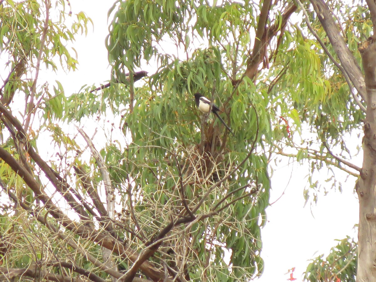 Yellow-billed Magpie - Lisa Larson