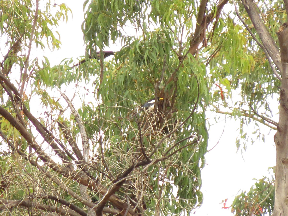 Yellow-billed Magpie - ML160505541