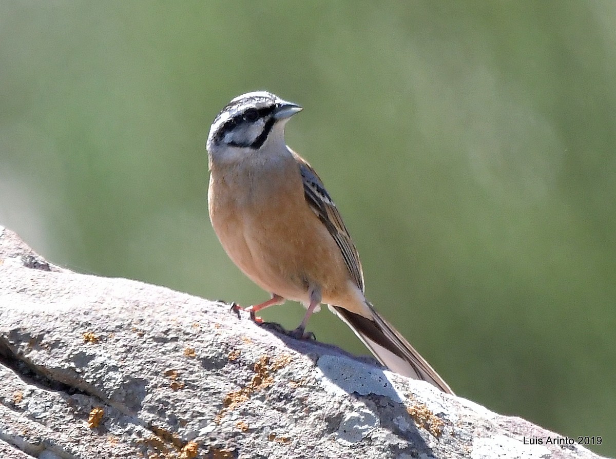 Rock Bunting - Luis Arinto