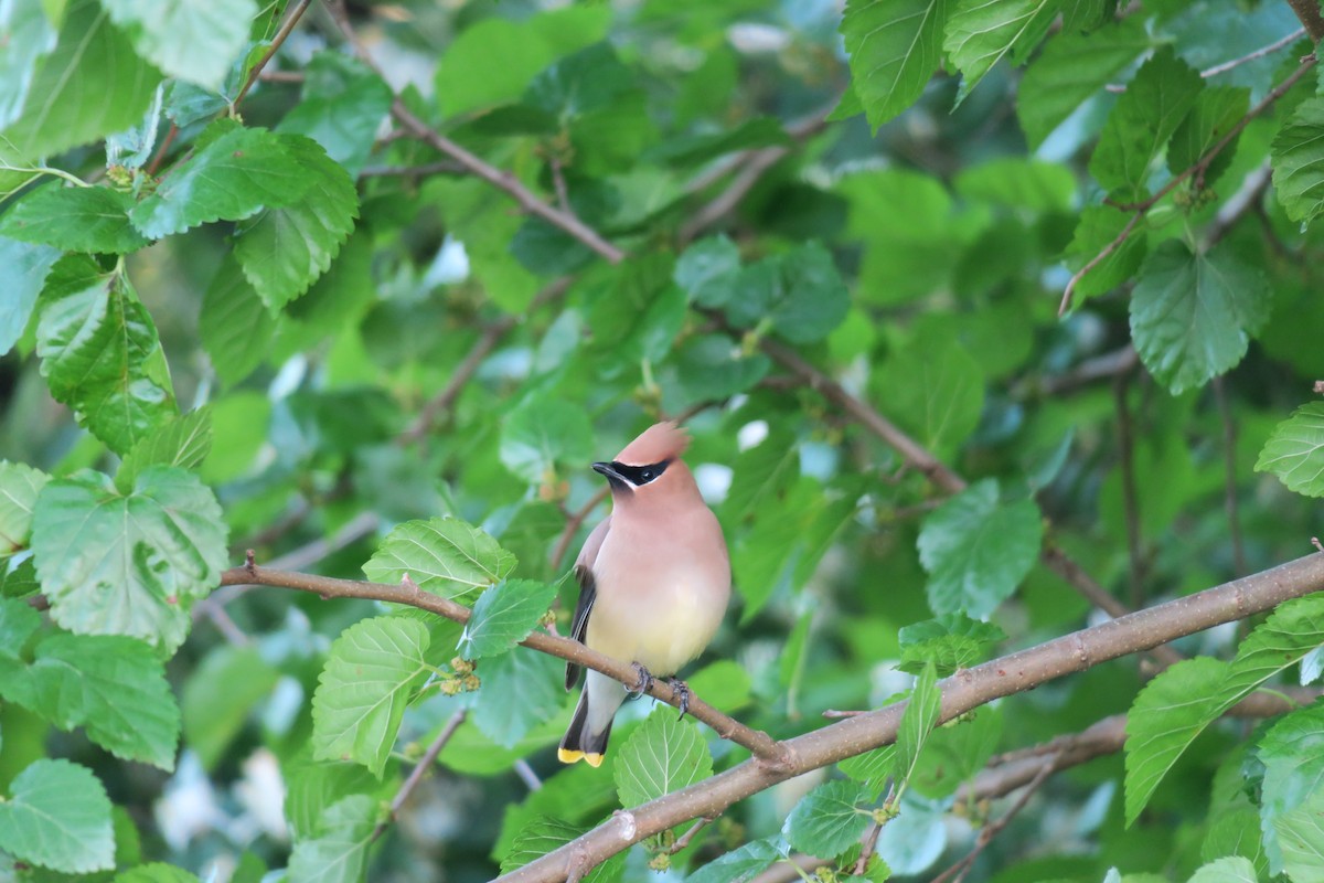 Cedar Waxwing - ML160509141