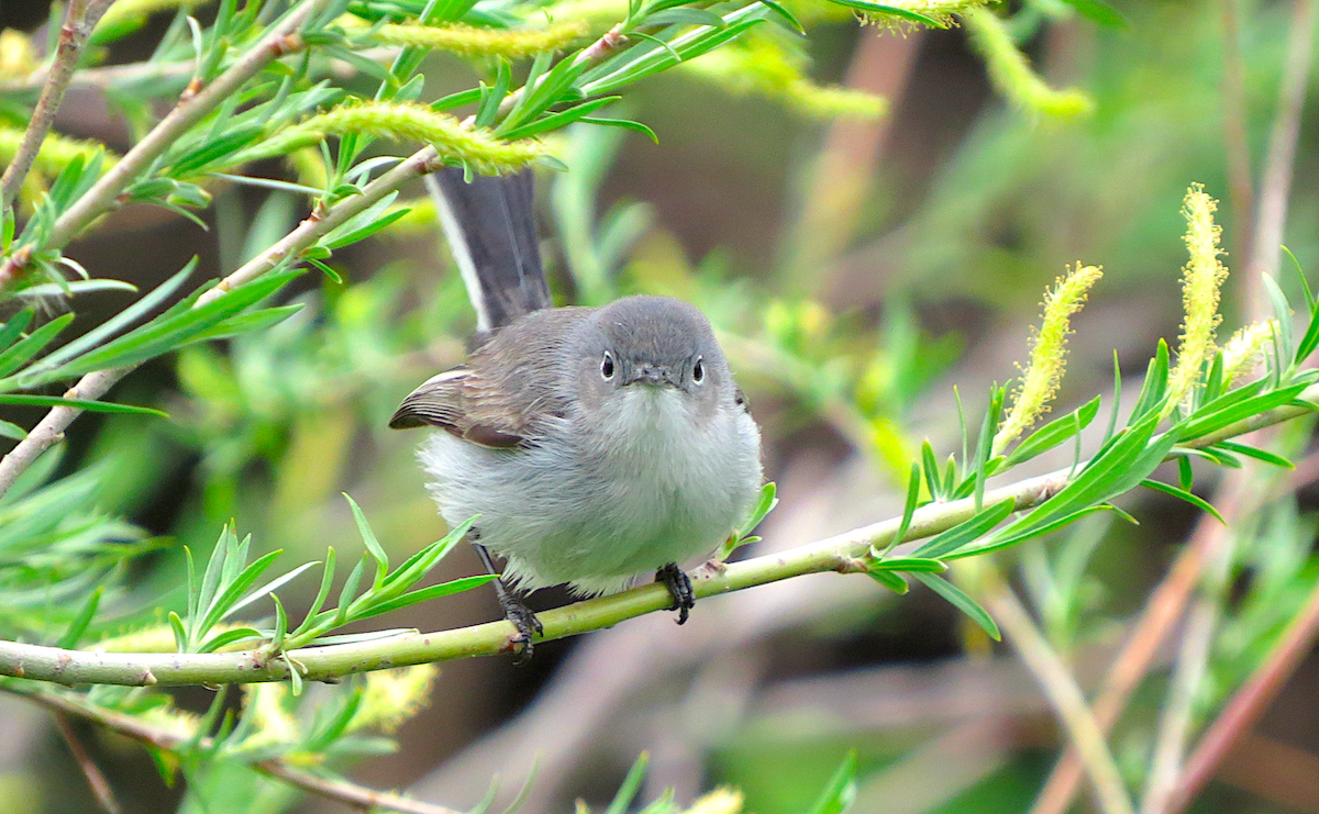 Blue-gray Gnatcatcher - ML160509781