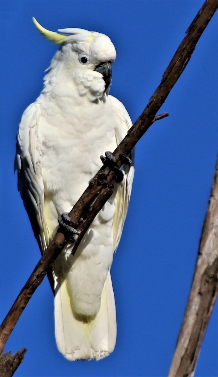 Sulphur-crested Cockatoo - ML160512201