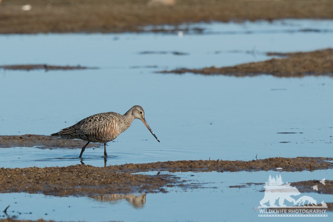 Hudsonian Godwit - ML160512421