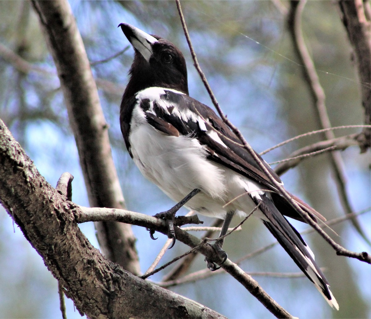 Pied Butcherbird - ML160512481