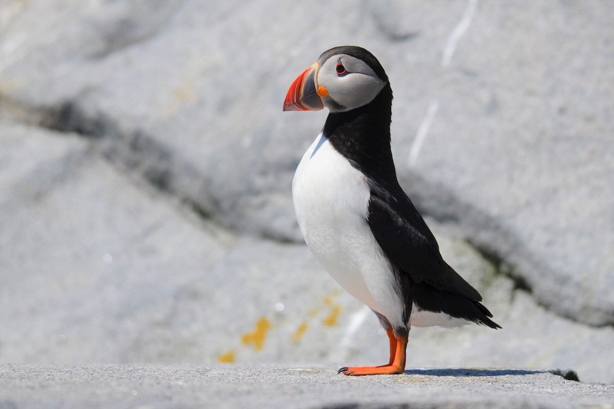 Atlantic Puffin - Michael Turso