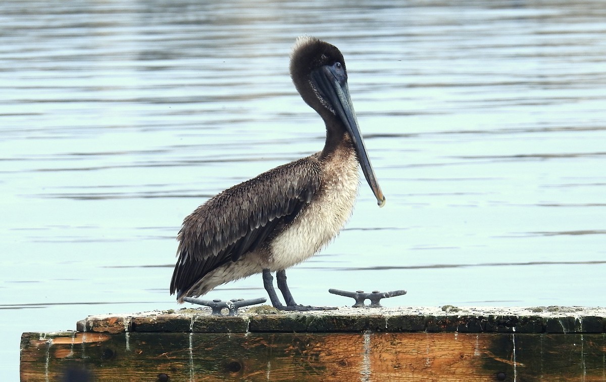 Brown Pelican (Atlantic) - Kayo Roy