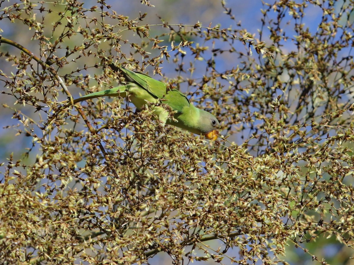 Finsch Yeşil Papağanı - ML160513891