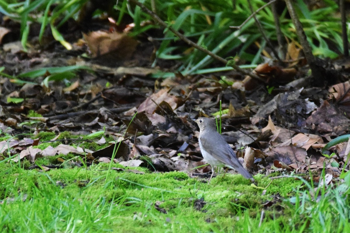 Swainson's Thrush - ML160514341