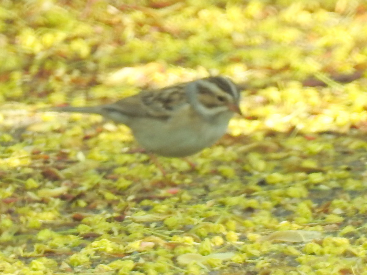 Clay-colored Sparrow - shelley seidman
