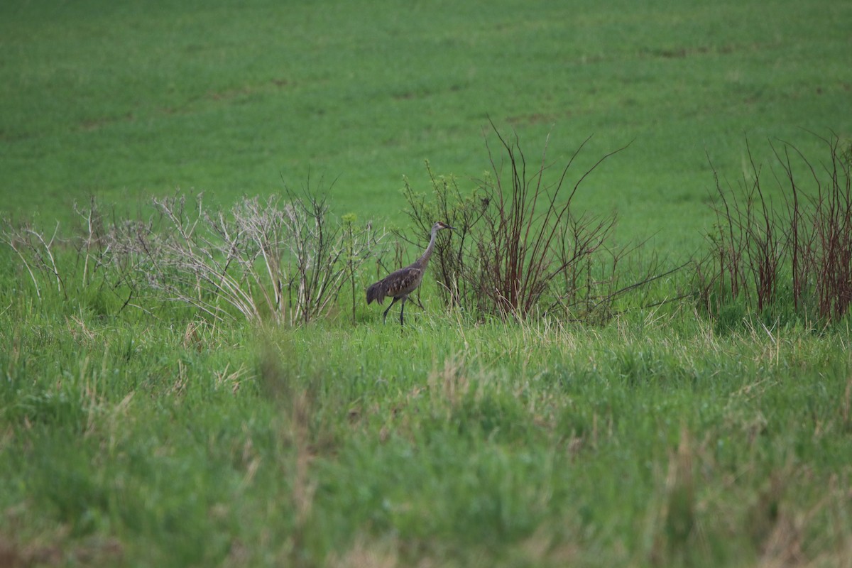 Grulla Canadiense - ML160516171