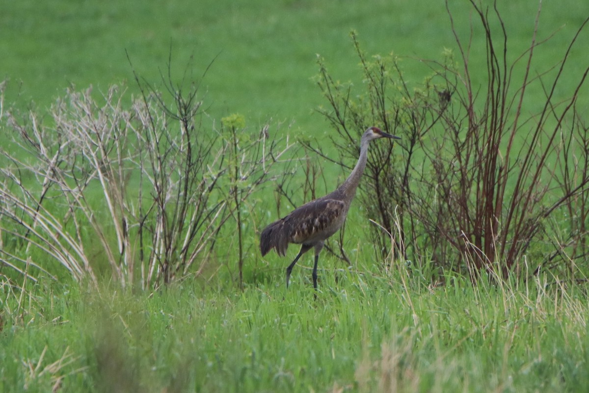 Sandhill Crane - ML160516191