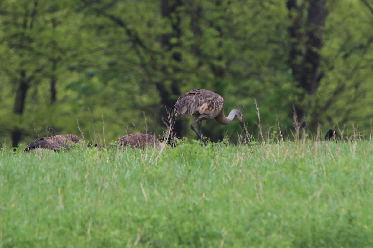 Sandhill Crane - ML160516311